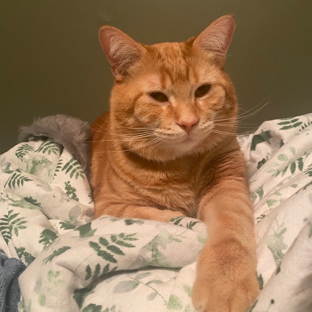 Meet your Posher, Laura